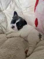 Madame fluff, a female French Bulldog for sale in Minneapolis, MN – 4 of 6