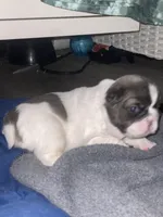 Madame fluff, a female French Bulldog for sale in Minneapolis, MN – Photo 3 of 6