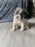 Madame fluff, a female French Bulldog for sale in Minneapolis, MN – 2 of 6