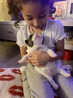 Madame fluff, a female French Bulldog for sale in Minneapolis, MN – Photo 6 of 6