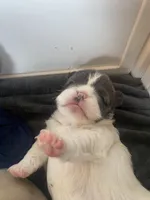 Madame fluff, a female French Bulldog for sale in Minneapolis, MN – Photo 2 of 6