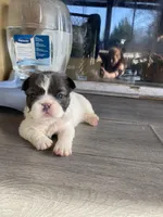 Madame fluff, a female French Bulldog for sale in Minneapolis, MN – Photo 1 of 6