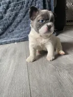 Madame fluff, a female French Bulldog for sale in Minneapolis, MN – 3 of 6