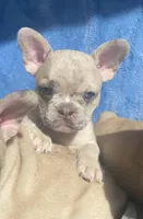 Stache, a female French Bulldog for sale in Minneapolis, MN – Photo 4 of 7