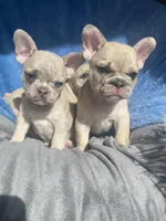 Stache, a female French Bulldog for sale in Minneapolis, MN – Photo 7 of 7