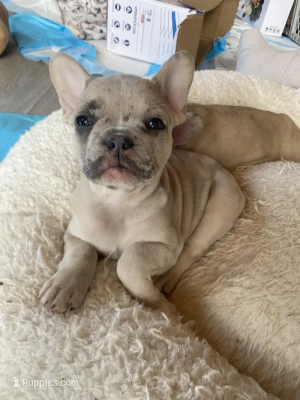 Stache – French Bulldog puppy on hold in Minneapolis, MN
