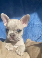 Stache, a female French Bulldog for sale in Minneapolis, MN – Photo 6 of 7