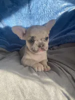 Stache, a female French Bulldog for sale in Minneapolis, MN – Photo 2 of 7