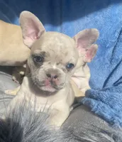 Stache, a female French Bulldog for sale in Minneapolis, MN – Photo 5 of 7