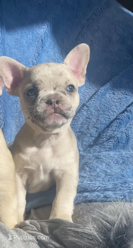Stache – French Bulldog puppy on hold in Minneapolis, MN