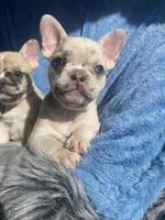 Stache, a female French Bulldog for sale in Minneapolis, MN – Photo 3 of 7