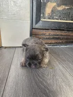 Chewbacca , a male French Bulldog for sale in Minneapolis, MN – Photo 4 of 4