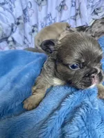 Chewbacca , a male French Bulldog for sale in Minneapolis, MN – Photo 2 of 4