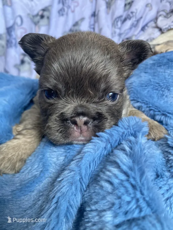 Chewbacca  – French Bulldog puppy for sale in Minneapolis, MN
