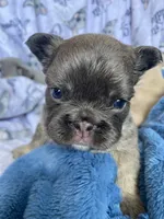 Chewbacca , a male French Bulldog for sale in Minneapolis, MN – Photo 3 of 4