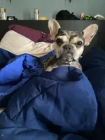 Coco, a female French Bulldog for sale in Minneapolis, MN – 2 of 5