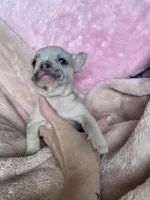 Stache, a female French Bulldog for sale in Minneapolis, MN – Photo 2 of 4