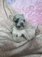 Stache, a female French Bulldog for sale in Minneapolis, MN – Photo 4 of 4