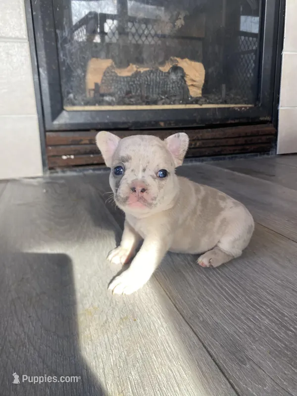 Stache – French Bulldog puppy for sale in Minneapolis, MN
