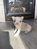 Stache, a female French Bulldog for sale in Minneapolis, MN – Photo 1 of 4