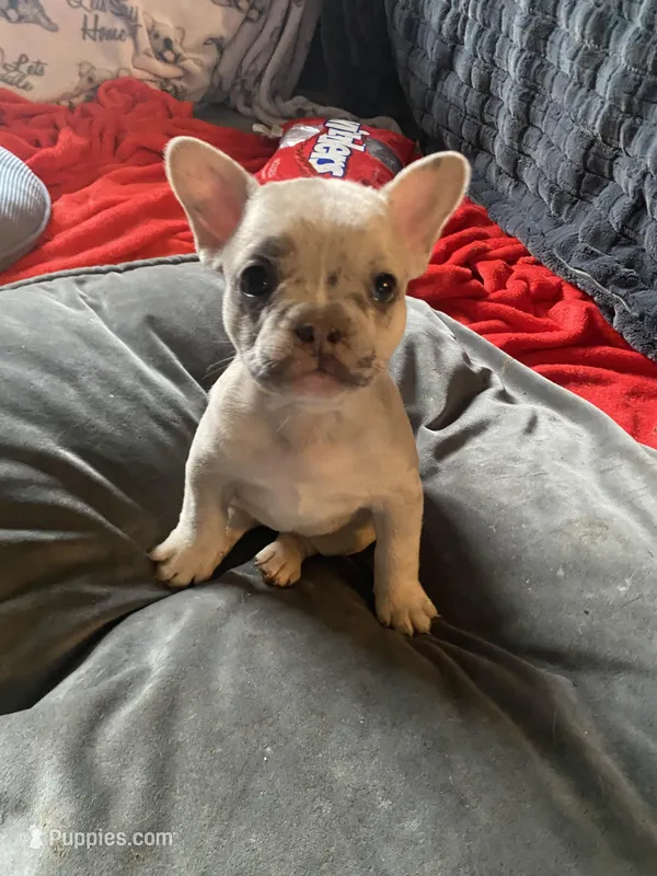 Stache – French Bulldog puppy for sale in Minneapolis, MN
