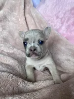 Stache, a female French Bulldog for sale in Minneapolis, MN – Photo 3 of 4