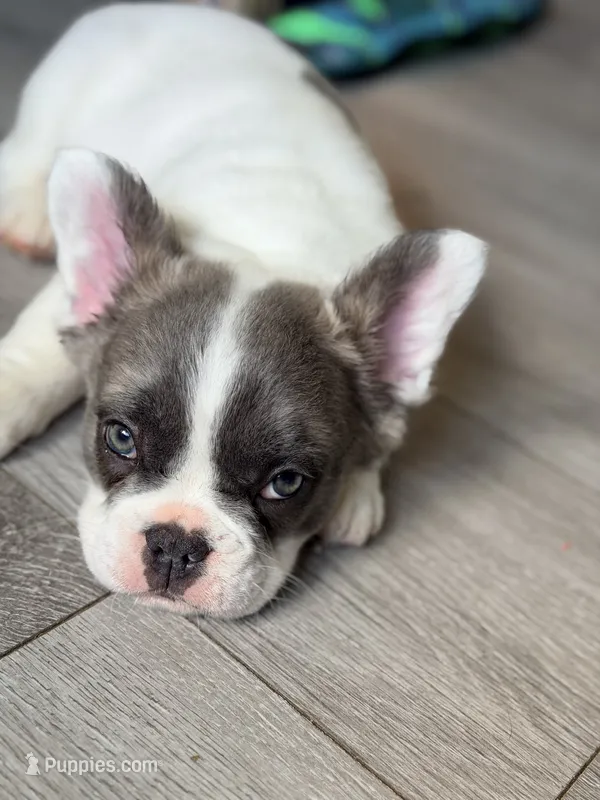 Fluuuufffy – French Bulldog puppy for sale in Minneapolis, MN