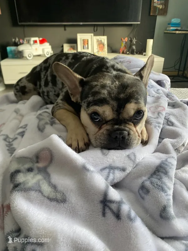 Coco – French Bulldog puppy for sale in Minneapolis, MN
