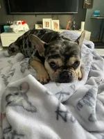 Coco, a female French Bulldog for sale in Minneapolis, MN – 1 of 5
