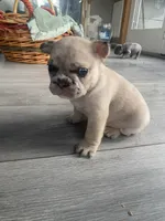 Merlin, a male French Bulldog for sale in Minneapolis, MN – Photo 3 of 7