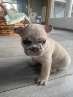 Merlin, a male French Bulldog for sale in Minneapolis, MN – Photo 6 of 7