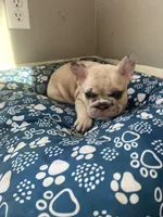 Prince , a male French Bulldog for sale in Minneapolis, MN – Photo 8 of 8
