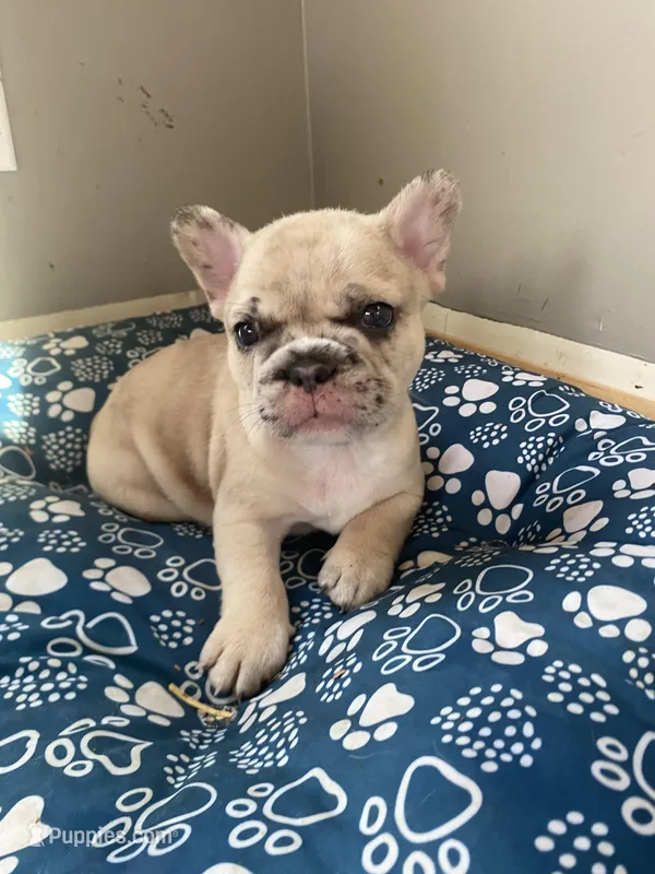 Prince  – French Bulldog puppy for sale in Minneapolis, MN