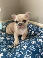 Prince , a male French Bulldog for sale in Minneapolis, MN – Photo 1 of 8