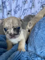 Merlin, a male French Bulldog for sale in Minneapolis, MN – Photo 5 of 7