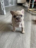 Prince , a male French Bulldog for sale in Minneapolis, MN – Photo 4 of 8
