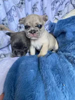 Merlin, a male French Bulldog for sale in Minneapolis, MN – Photo 4 of 7