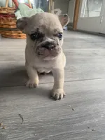 Merlin, a male French Bulldog for sale in Minneapolis, MN – Photo 2 of 7