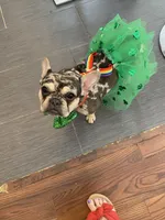 Coco, a female French Bulldog for sale in Minneapolis, MN – 4 of 5