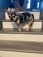 Coco, a female French Bulldog for sale in Minneapolis, MN – 3 of 5