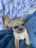 Momo, a male French Bulldog for sale in Minneapolis, MN – Photo 7 of 8