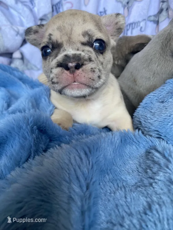 Momo – French Bulldog puppy for sale in Minneapolis, MN