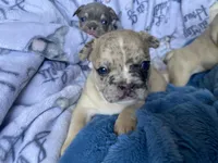 Momo, a male French Bulldog for sale in Minneapolis, MN – Photo 5 of 8