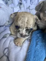 Momo, a male French Bulldog for sale in Minneapolis, MN – Photo 6 of 8