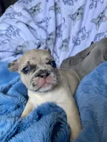 Momo, a male French Bulldog for sale in Minneapolis, MN – Photo 2 of 8