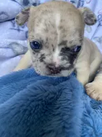 Momo, a male French Bulldog for sale in Minneapolis, MN – Photo 4 of 8