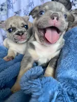 Momo, a male French Bulldog for sale in Minneapolis, MN – Photo 3 of 8