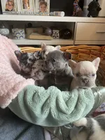 Tiny , a female French Bulldog for sale in Minneapolis, MN – Photo 3 of 4