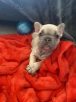 Tiny , a female French Bulldog for sale in Minneapolis, MN – 7 of 7