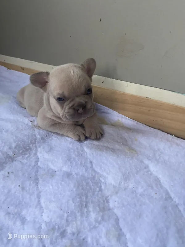 Tiny  – French Bulldog puppy for sale in Minneapolis, MN